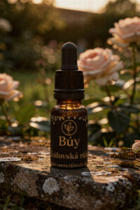 Královská růže od Búy Aroma
