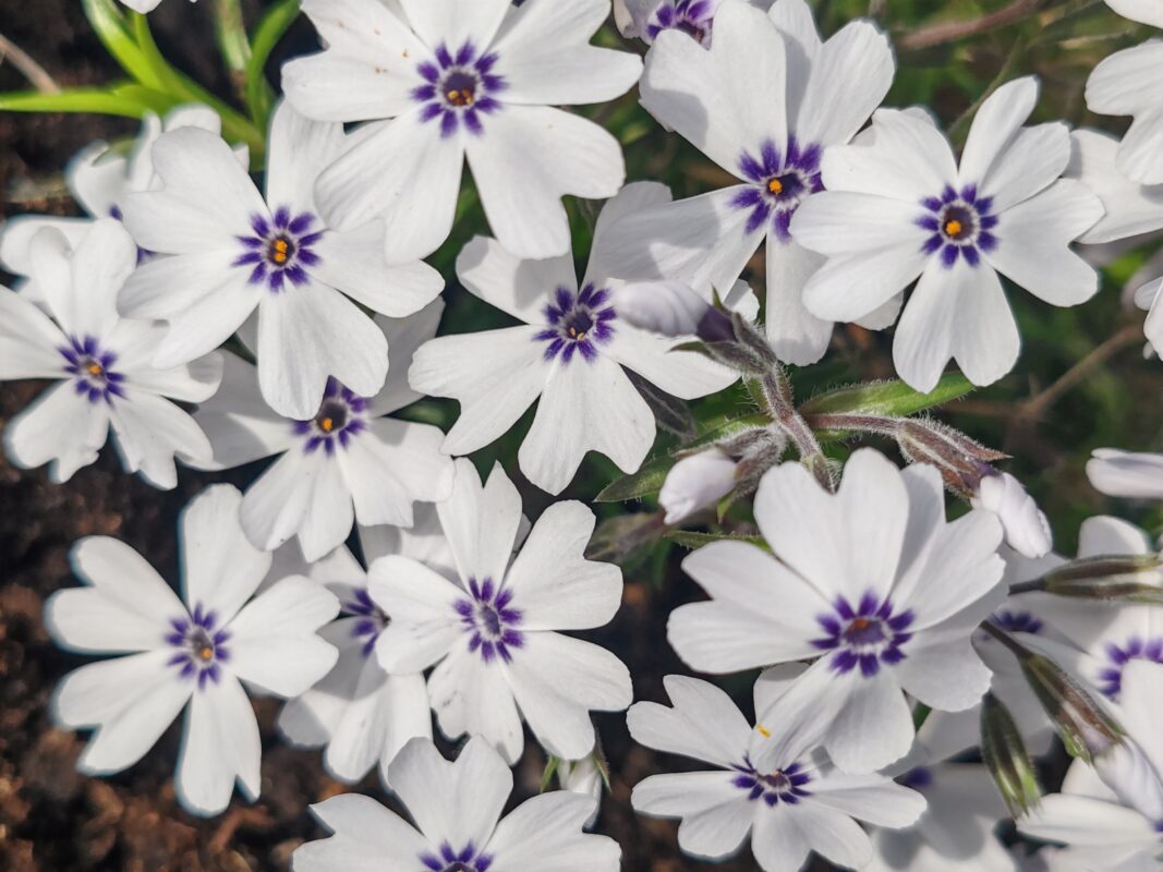 proč některé esenciální směsi, vůně nevoní