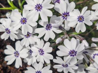 proč některé esenciální směsi, vůně nevoní