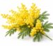 mimoza – květy pro výrobu mimoza absolue