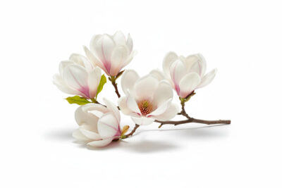 Květ magnolie na homepage Búy Aroma